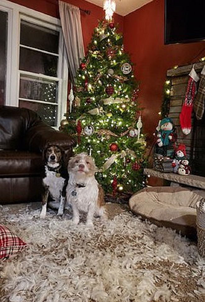 Собаки под елкой