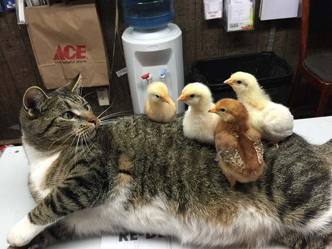 кот с цыплятами
