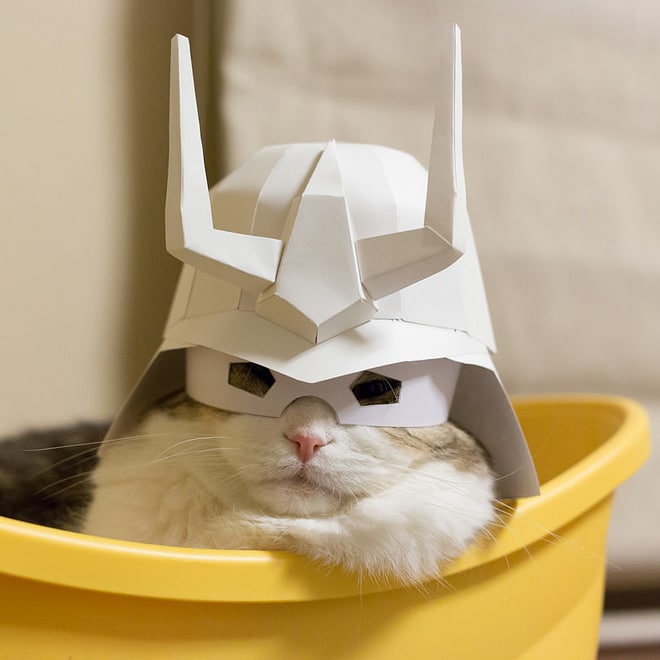 кот в шапке