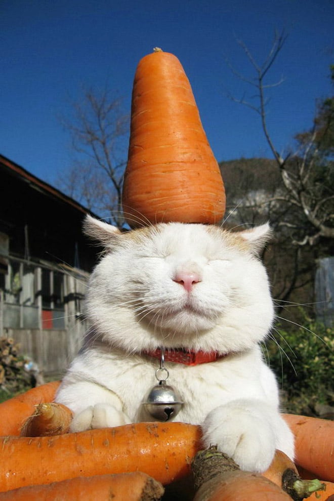 кот с морковкой на голове