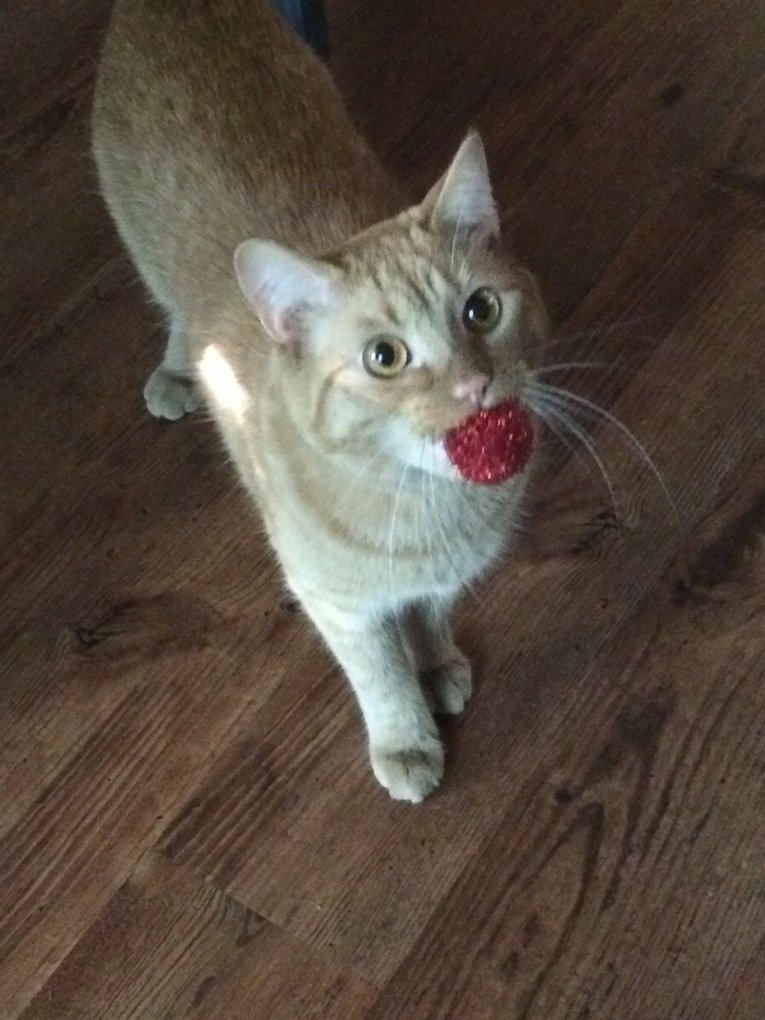 кот с мячом в зубах