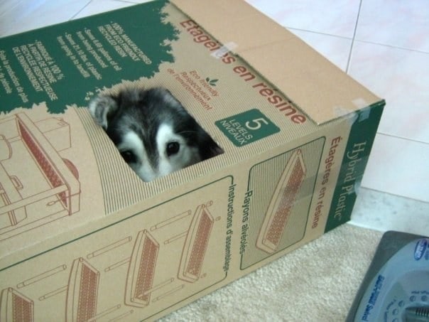 собака в картонной коробке