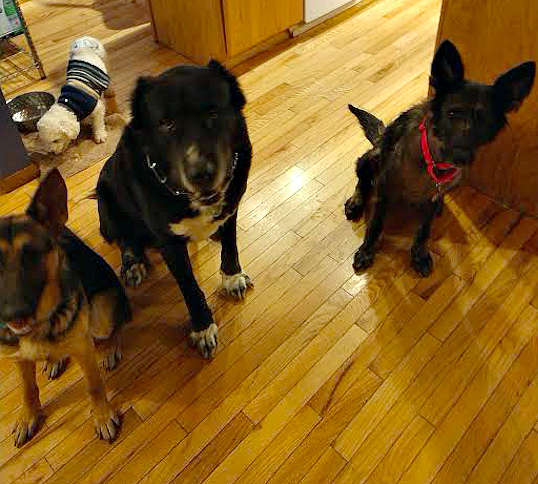 трое собак в доме