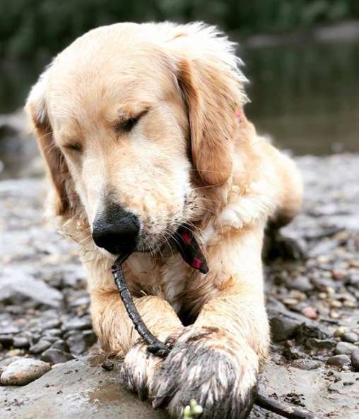 щенок с лапами в грязи