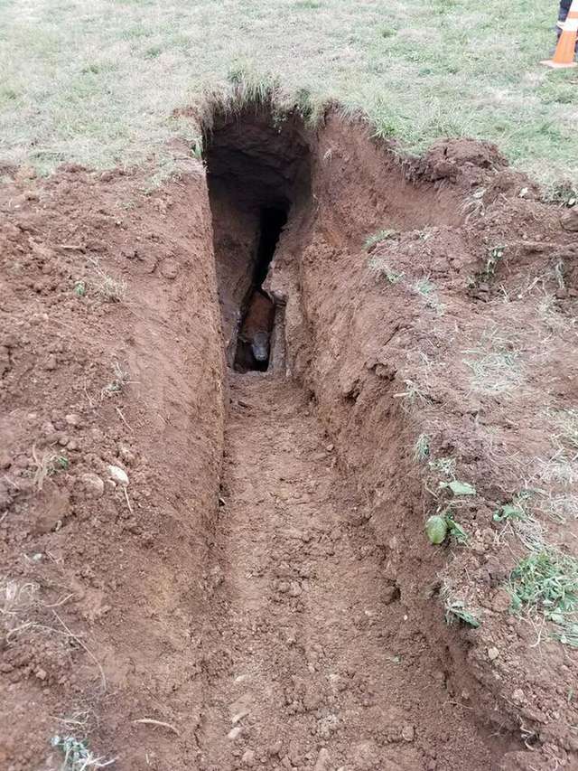 корова упала в яму