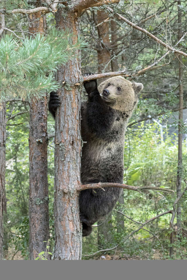 медведь на дереве