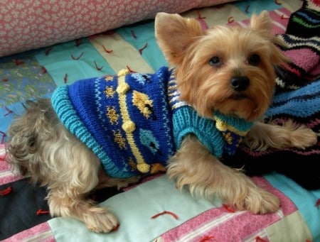 собака в новогоднем свитере рис 2