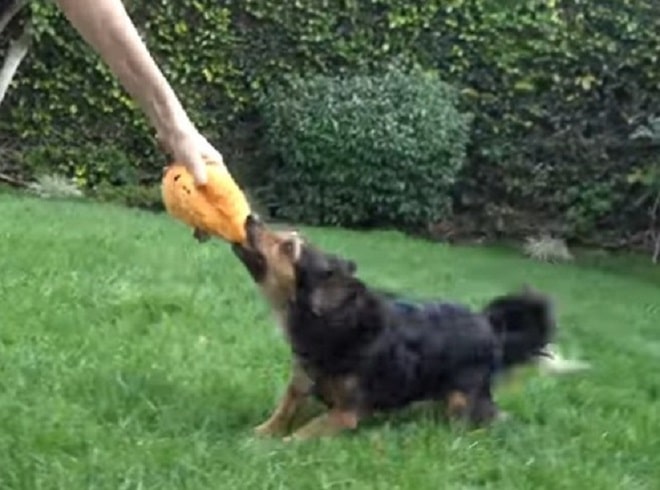 Собака играет с человеком