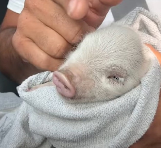 Свинка в полотенце