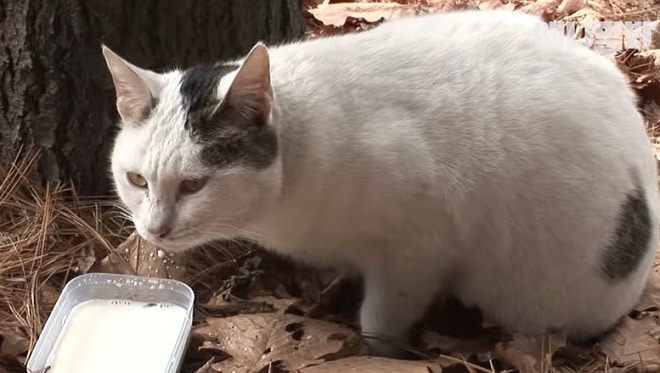 Кот пьет молоко