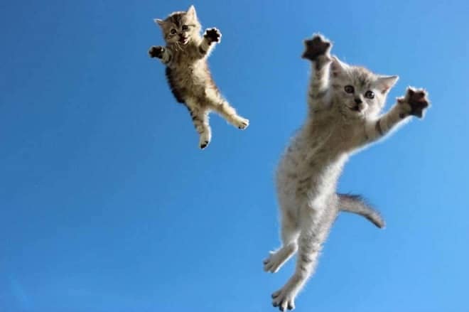 Котята в воздухе
