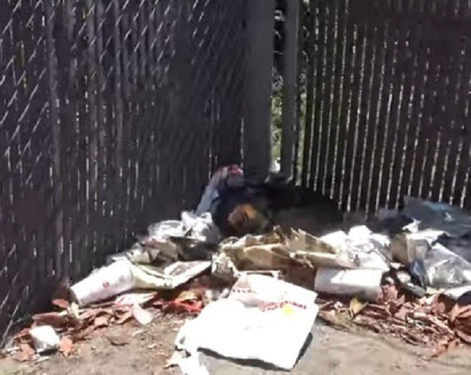 Собака в мусоре