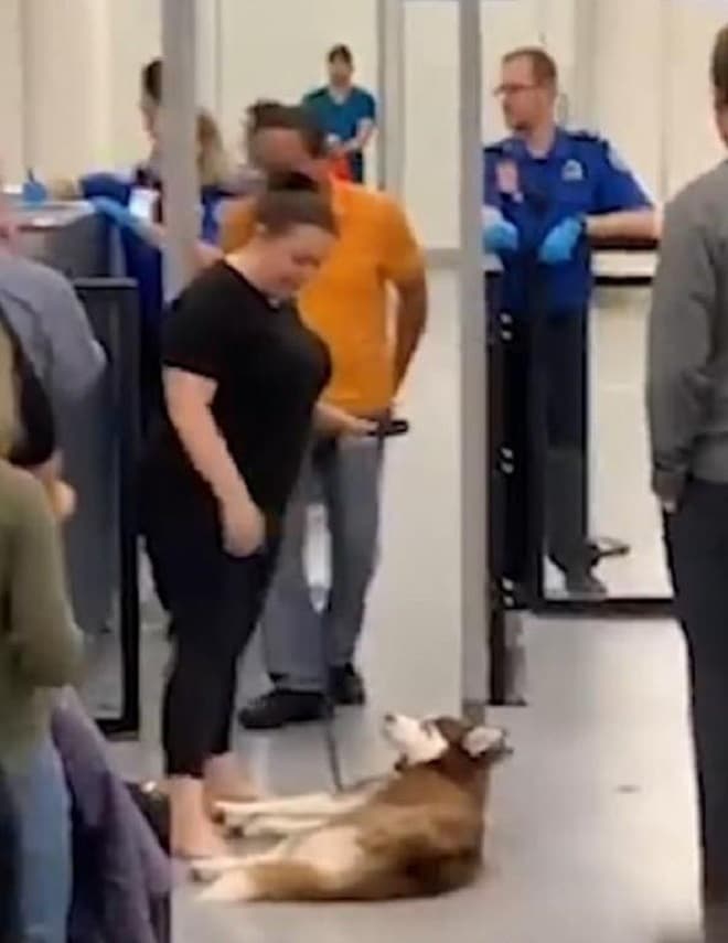 Пес лежит в аэропорту