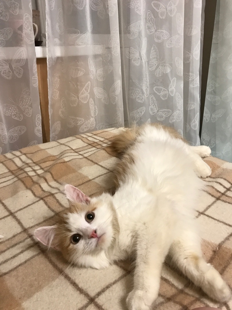кошка на кровати рис 2