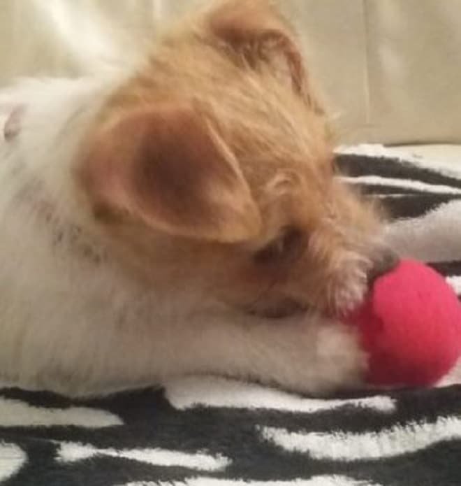 Собака играет с мячиком