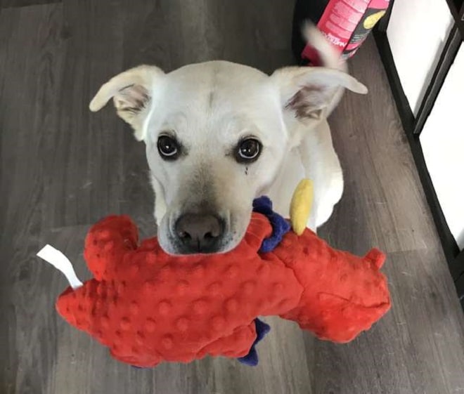 Собака и игрушка дракона