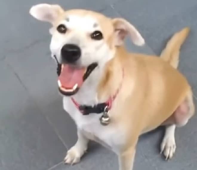 Радостная собака