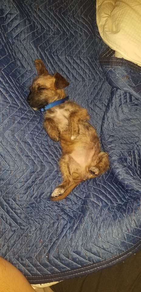 щенок на кровати
