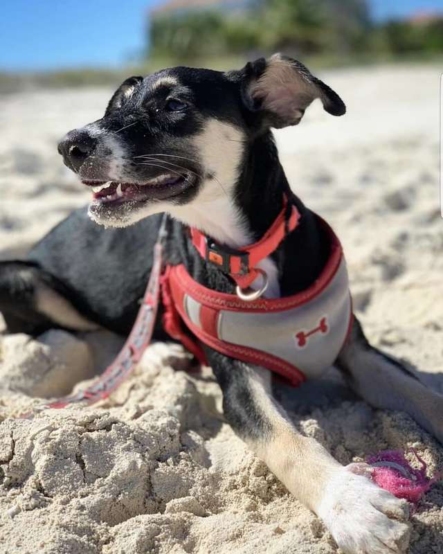 собака на пляже