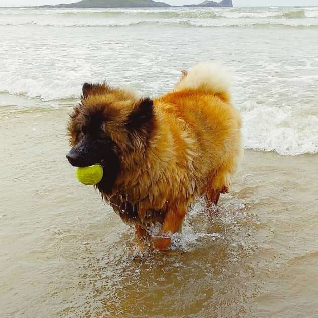 собака несет мячик