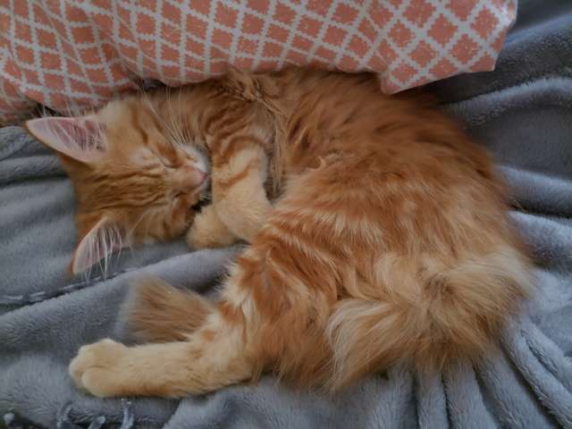 рыжий котенок спит