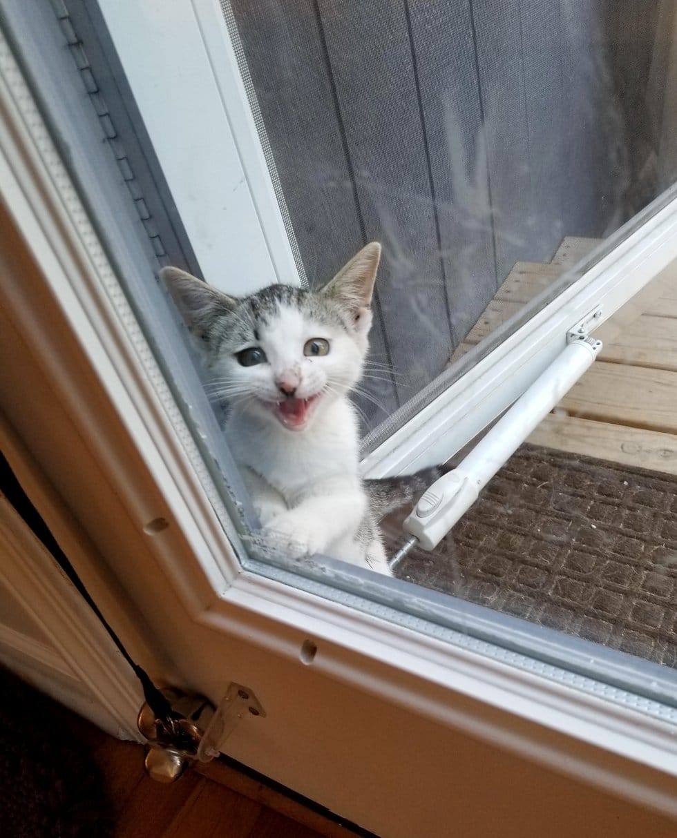 котенок у дверей