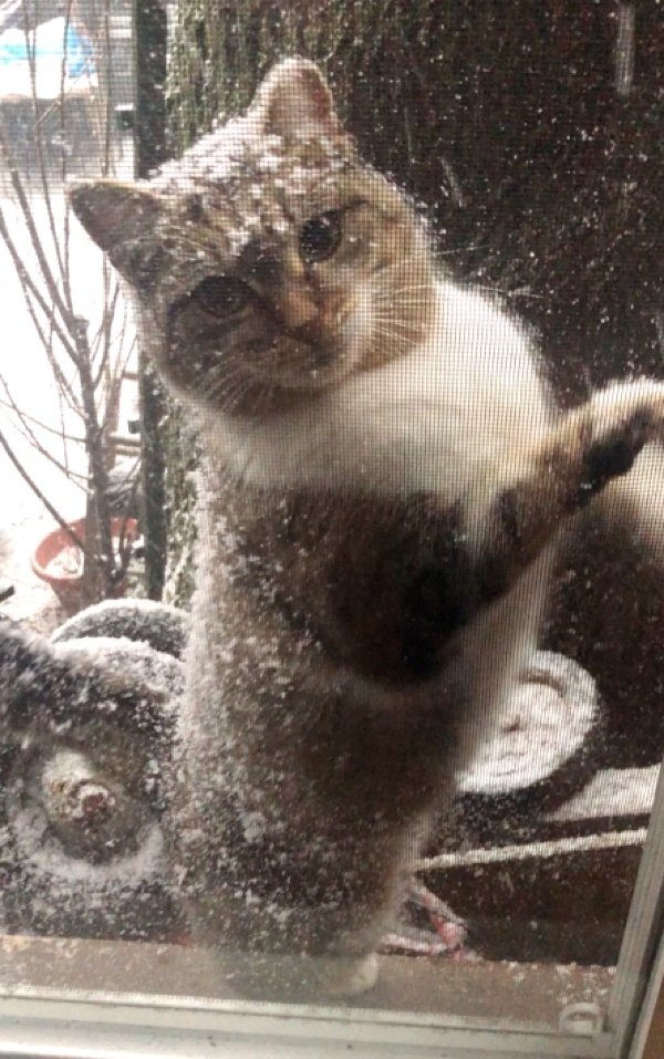 кошка за окном
