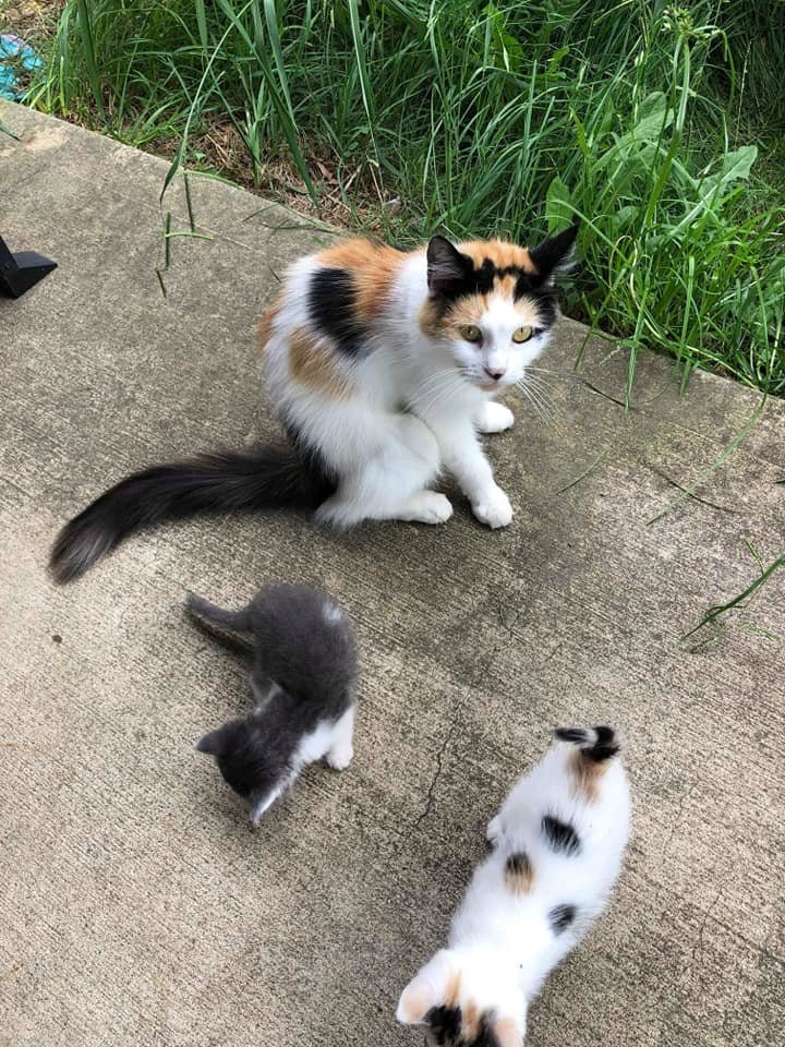 кошка и котята на улице