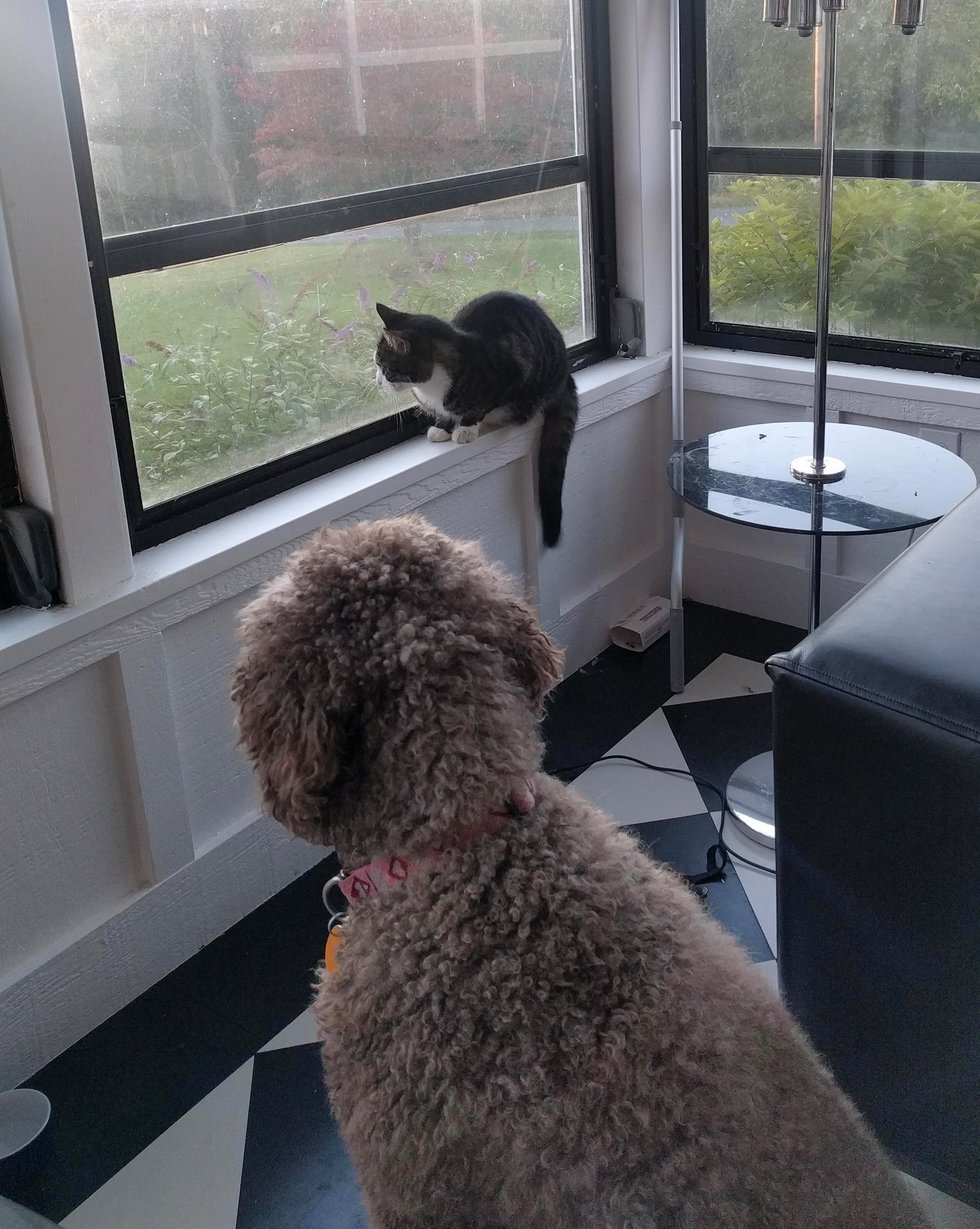 кошка с собакой у окна
