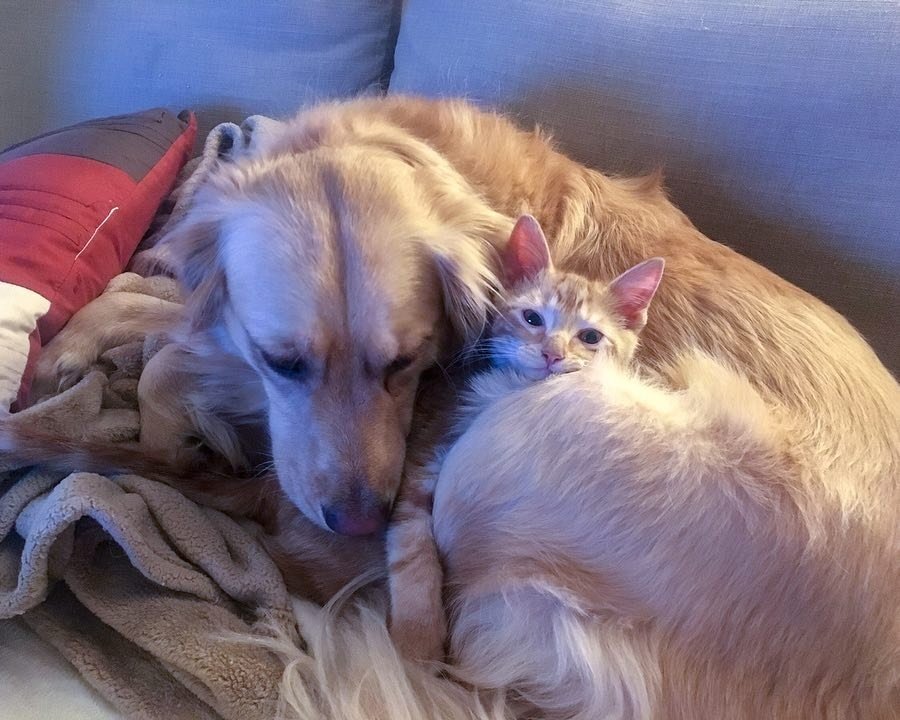 собака отдыхает с котенком