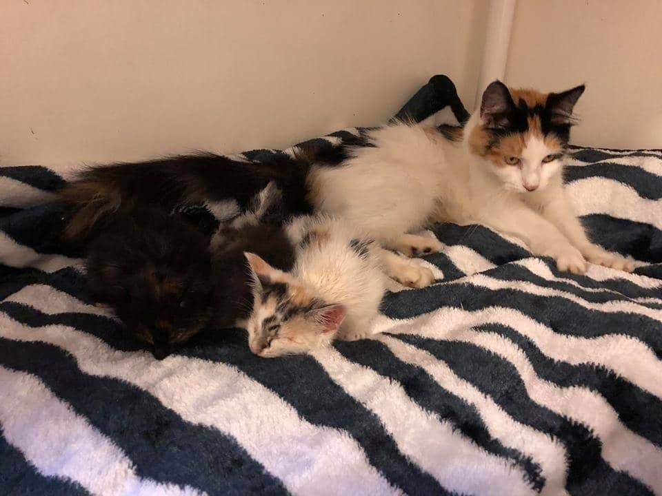 кошка с котятами на кровати