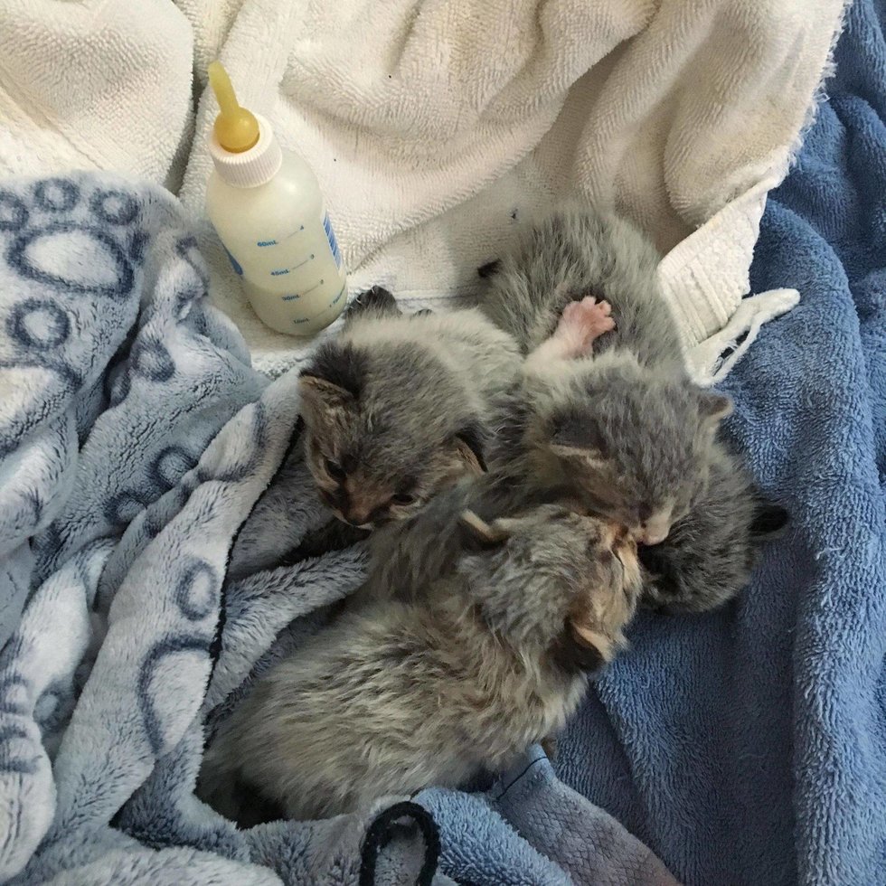 новорожденные котята рис 2