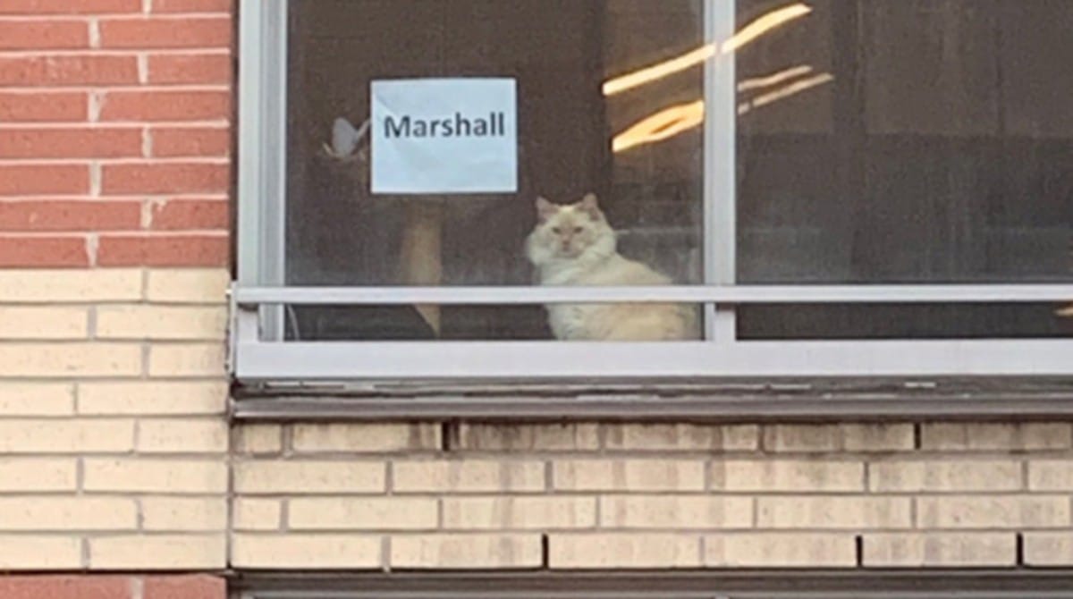 Окно напротив соседи. Окна напротив. Кот напротив окна. Девка курящая с котом в окне.. Девочка с котиком дома напротив окна.