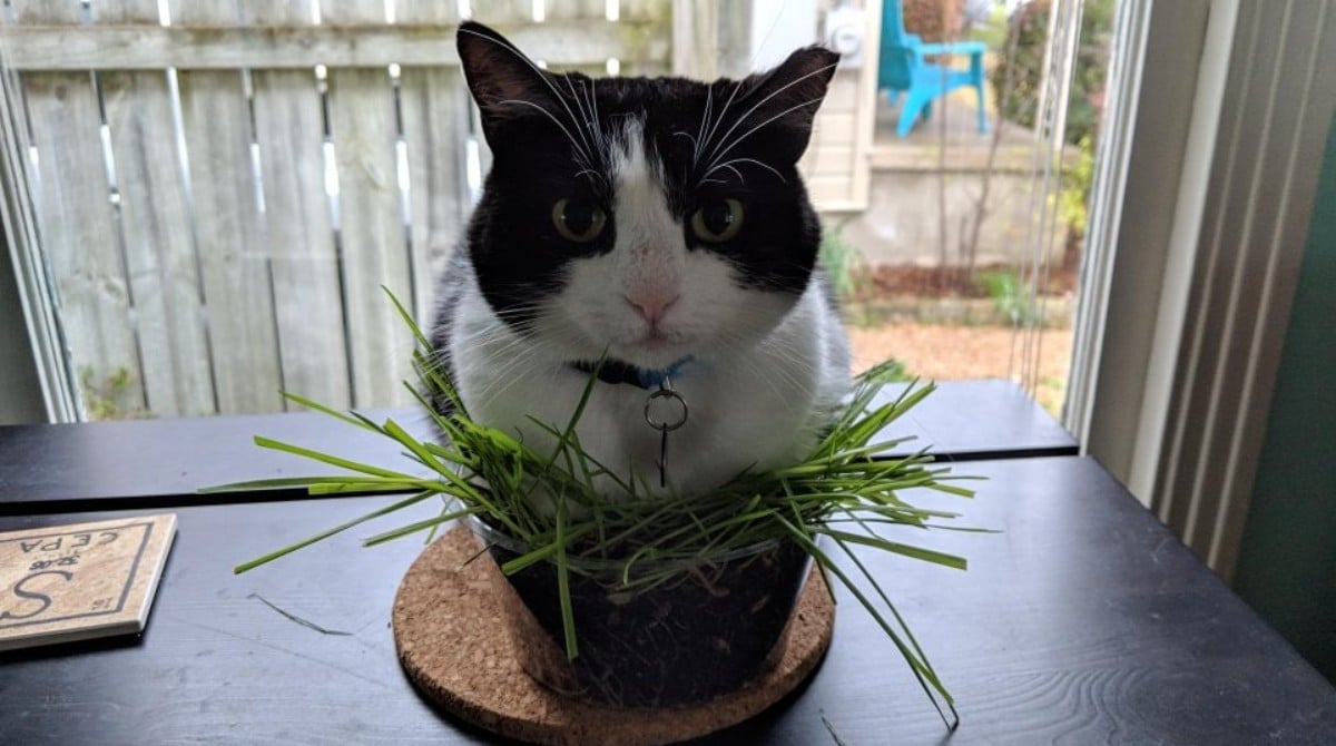 Кошка лазит в цветочный горшок