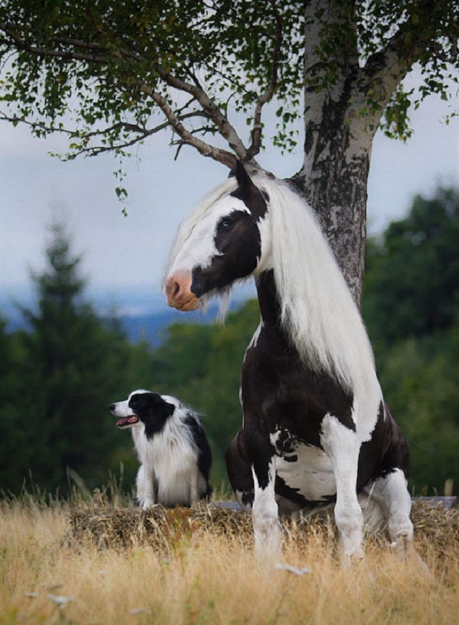 Лошадь и пес