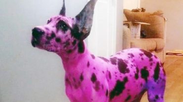 Pink dog