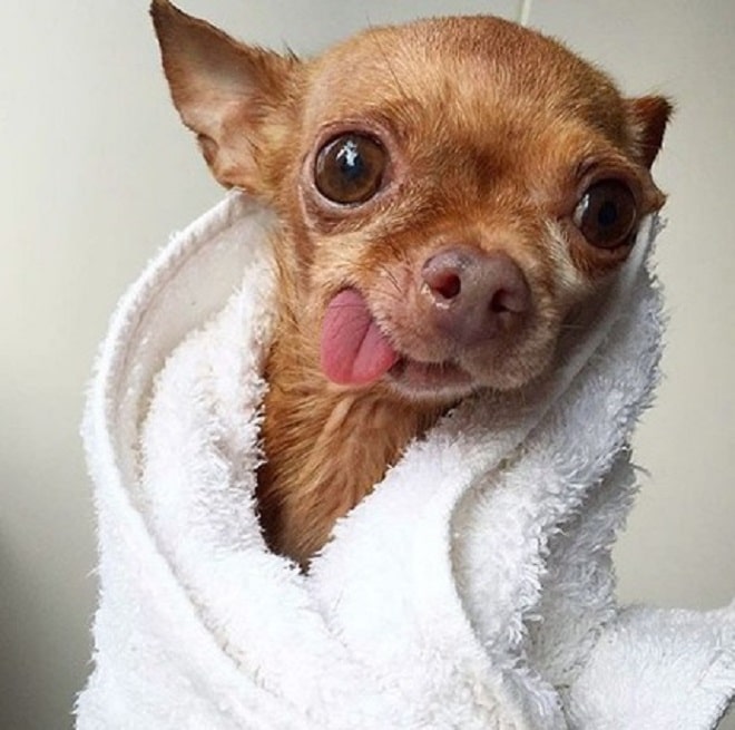 Пес в полотенце