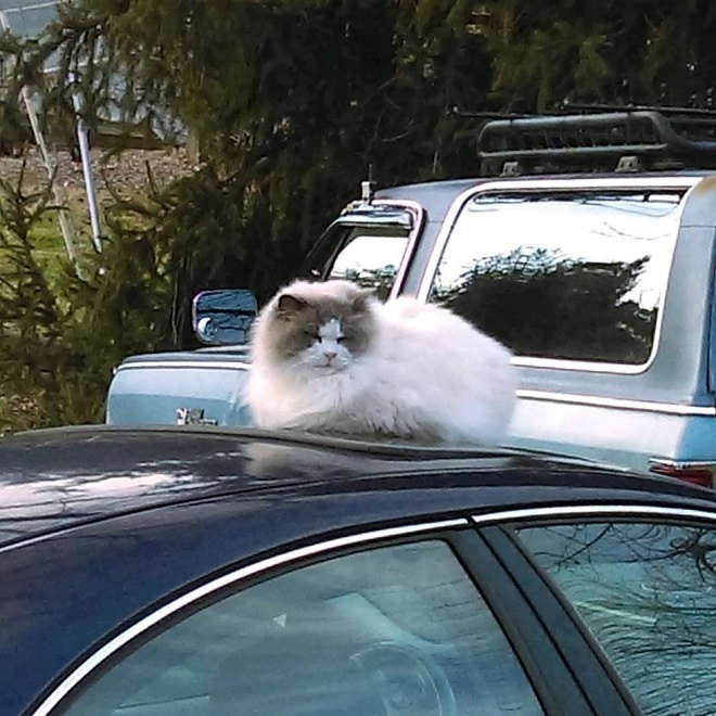 Кот на машине
