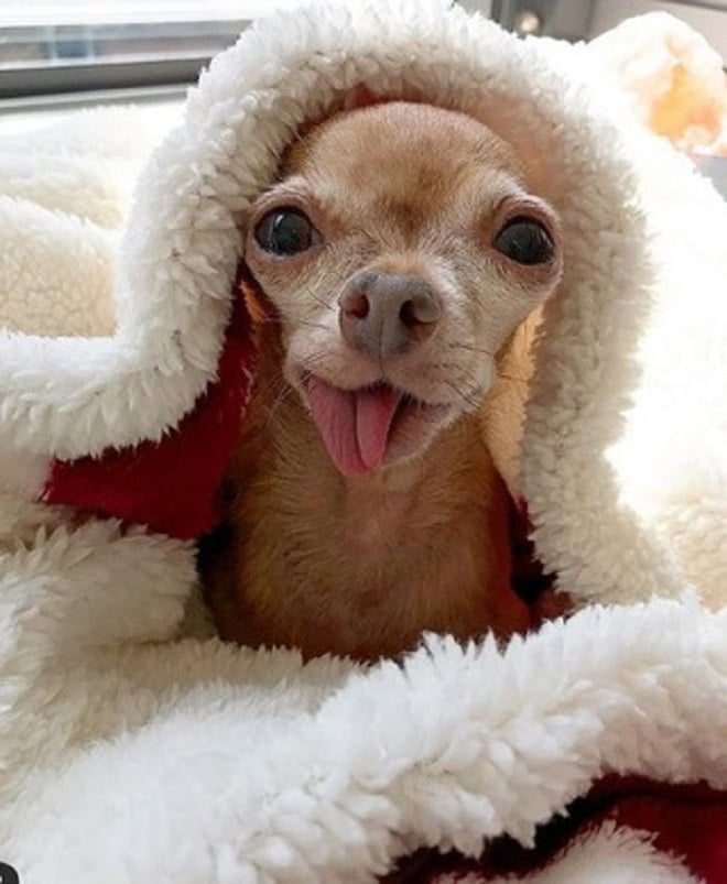 Пес под одеяльцем