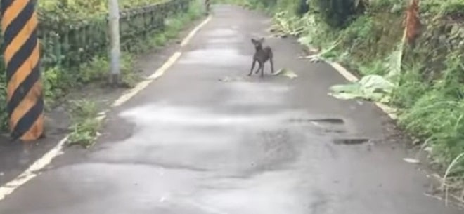 Собака на дороге