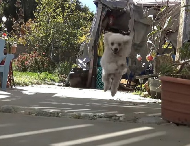 Собака прыгает