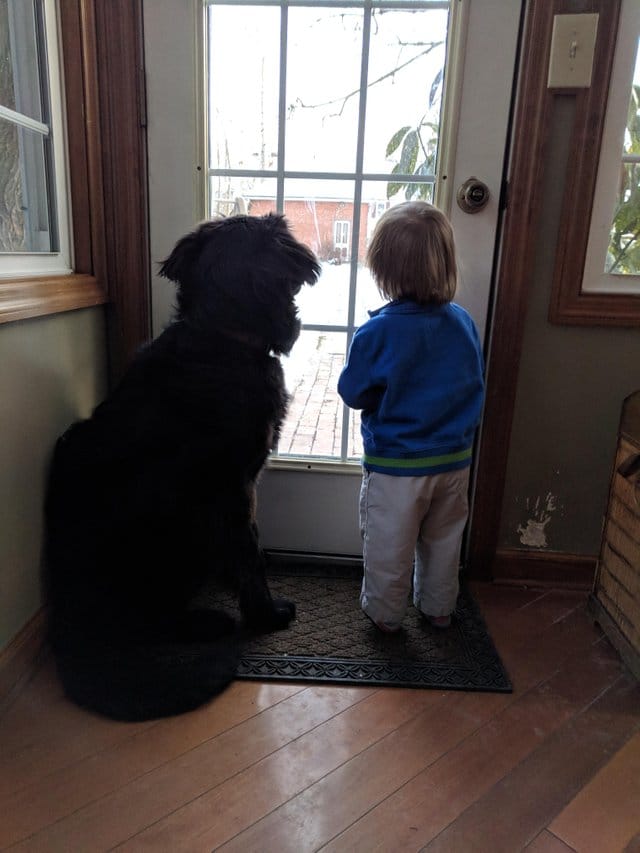 собака и ребенок у дверей