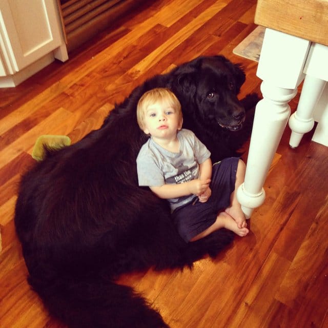пес с ребенком