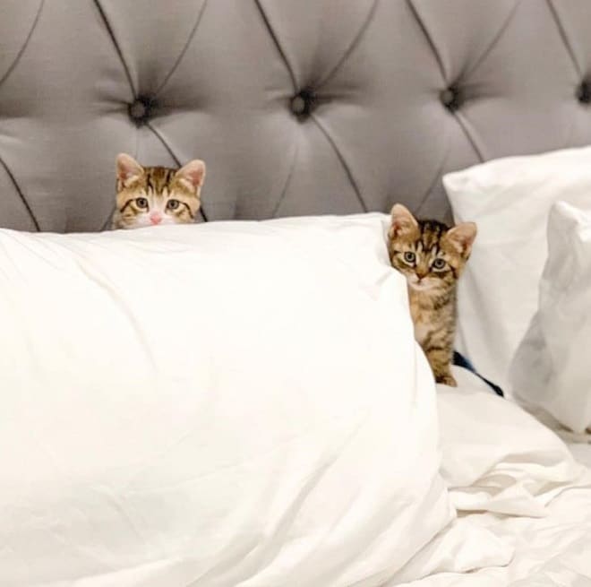 Котята на кровати