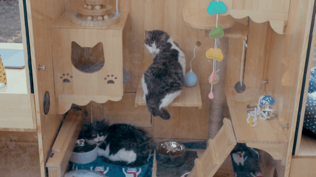 коты в доме