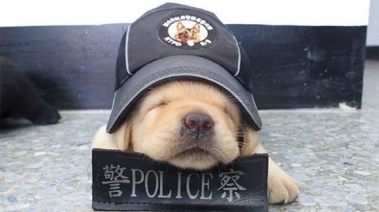sleeping police dog