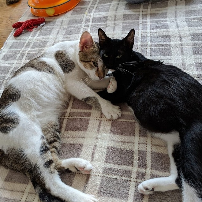 Беременная кошка и кот