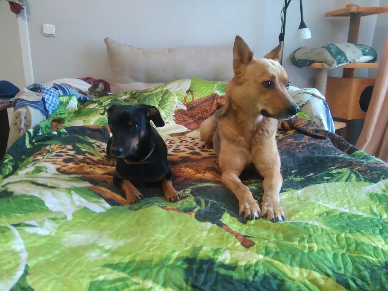две собаки на кровати