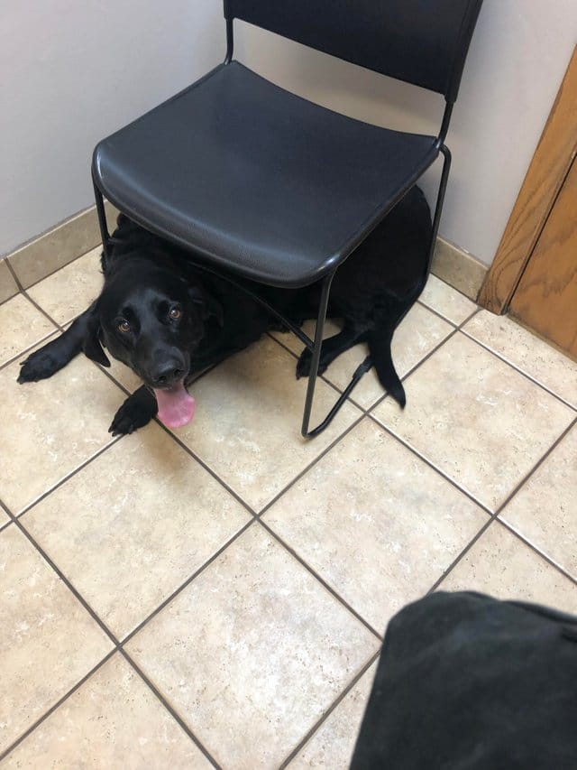 собака под стулом