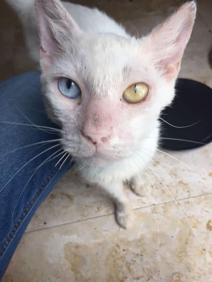 кот с цветными глазами